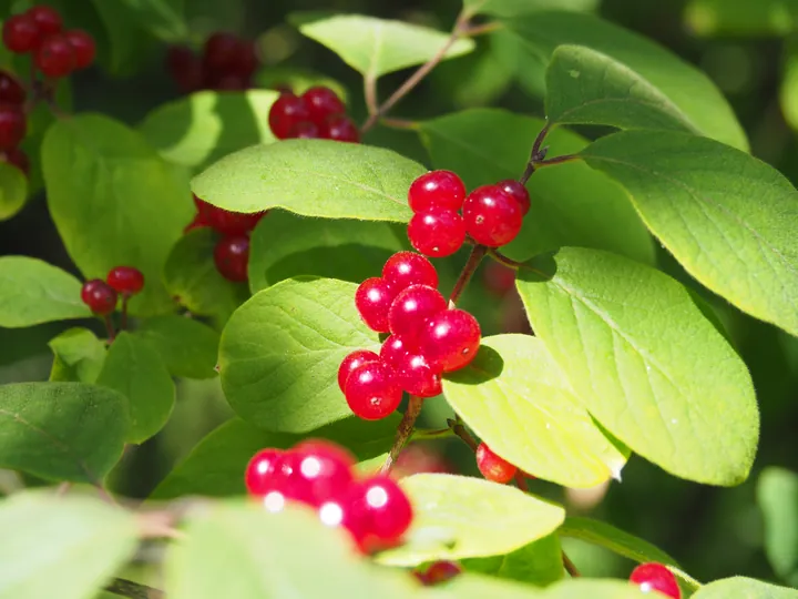 Rowan or mountain-ash (Sorbus aucuparia)